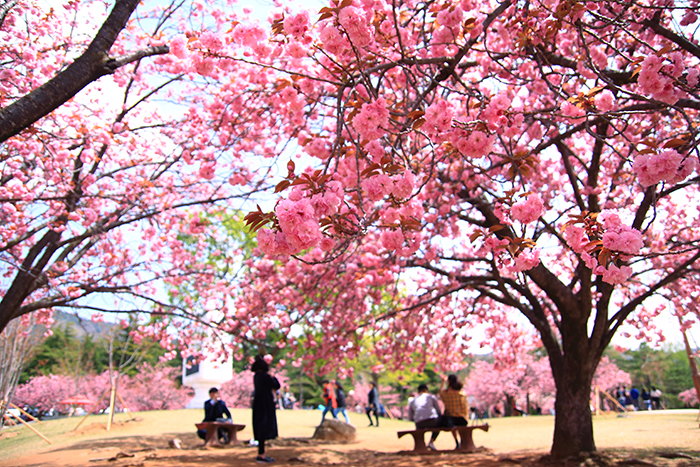 180420_cherry blossom 1_in.jpg